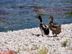 Karavomilos bij Sami - Kefalonia - Foto 221