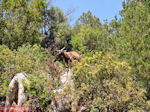 Antisamos - Antisami - Kefalonia - Foto 243