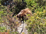 Antisamos - Antisami - Kefalonia - Foto 244