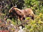 Antisamos - Antisami - Kefalonia - Foto 245