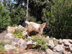 Antisamos - Antisami - Kefalonia - Foto 246