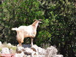 Antisamos - Antisami - Kefalonia - Foto 247
