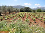 Robola wijnstreek - Kefalonia - Foto 263