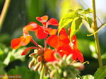 Bloemen in Lassi - Kefalonia - Foto 309