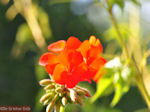 Bloemen in Lassi - Kefalonia - Foto 310