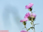 Bloemen in Lassi - Kefalonia - Foto 311