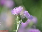 Bloemen in Lassi - Kefalonia - Foto 312