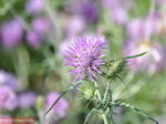 Bloemen in Lassi - Kefalonia - Foto 313