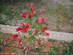 Lassi - Kefalonia - Foto 560