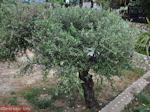 Lassi - Kefalonia - Foto 561