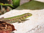 Lassi - Een gevaarlijk beest? - Kefalonia - Foto 575